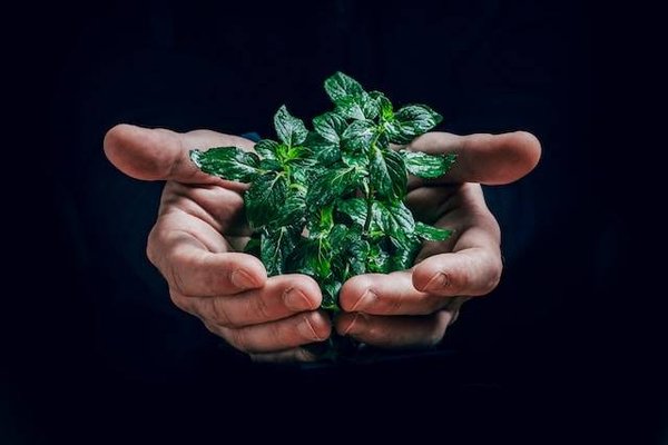Quels sont les acteurs clés de l'écosystème de l'énergie verte en France ?